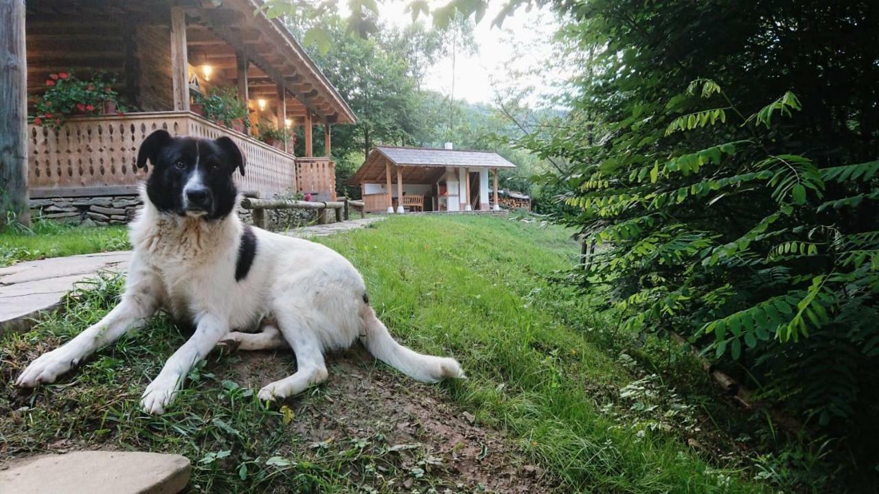 Vila Casa Lu' Ion Vişeu de Sus Exteriér fotografie